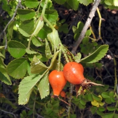 Rosa rubiginosa (Sweet Briar, Eglantine) at Theodore, ACT - 3 Mar 2019 by RodDeb