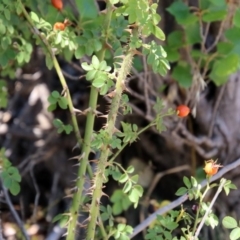 Rosa rubiginosa at Theodore, ACT - 3 Mar 2019