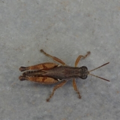 Phaulacridium vittatum (Wingless Grasshopper) at Reid, ACT - 24 Feb 2019 by JanetRussell