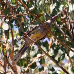 Anthochaera carunculata (Red Wattlebird) at Tuggeranong Hill - 3 Mar 2019 by RodDeb