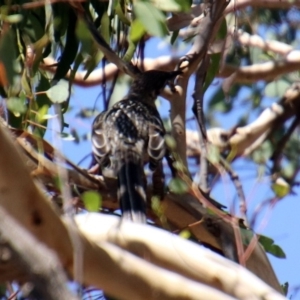 Anthochaera carunculata at Theodore, ACT - 3 Mar 2019