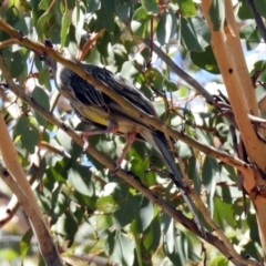 Anthochaera carunculata at Theodore, ACT - 3 Mar 2019 01:40 PM