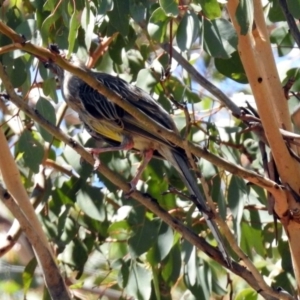 Anthochaera carunculata at Theodore, ACT - 3 Mar 2019 01:40 PM