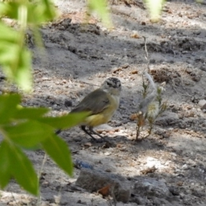 Acanthiza chrysorrhoa at Theodore, ACT - 3 Mar 2019