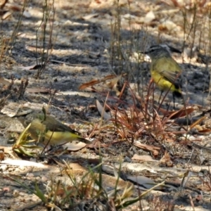 Acanthiza chrysorrhoa at Theodore, ACT - 3 Mar 2019