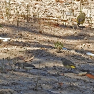 Acanthiza chrysorrhoa at Theodore, ACT - 3 Mar 2019