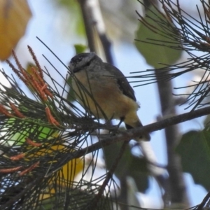 Acanthiza chrysorrhoa at Theodore, ACT - 3 Mar 2019 01:17 PM