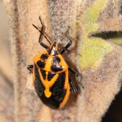 Agonoscelis rutila (Horehound bug) at Mount Clear, ACT - 2 Mar 2019 by rawshorty