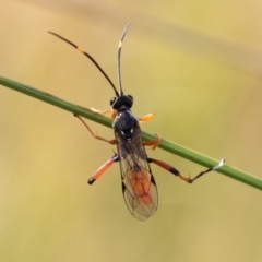 Ichneumonidae (family) (Unidentified ichneumon wasp) at Namadgi National Park - 2 Mar 2019 by rawshorty