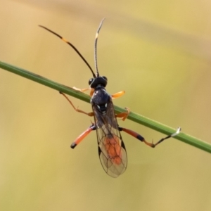 Ichneumonidae (family) at Mount Clear, ACT - 3 Mar 2019