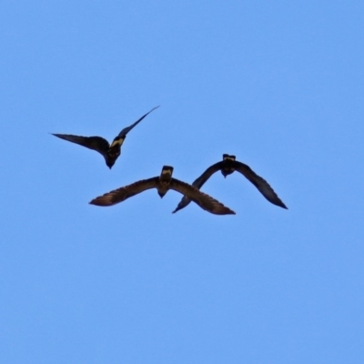 Zanda funerea (Yellow-tailed Black-Cockatoo) at Theodore, ACT - 3 Mar 2019 by RodDeb