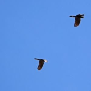 Zanda funerea at Theodore, ACT - 3 Mar 2019 01:19 PM