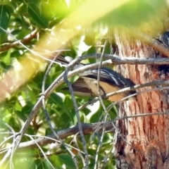 Rhipidura albiscapa (Grey Fantail) at Tuggeranong Hill - 3 Mar 2019 by RodDeb