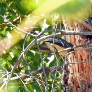 Rhipidura albiscapa at Theodore, ACT - 3 Mar 2019 01:32 PM