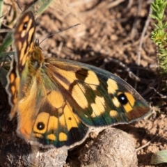 Heteronympha penelope (Shouldered Brown) at Namadgi National Park - 2 Mar 2019 by rawshorty