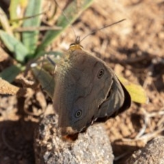 Heteronympha penelope at Mount Clear, ACT - 3 Mar 2019 09:24 AM