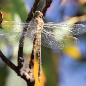 Hemicordulia tau at Mount Clear, ACT - 3 Mar 2019