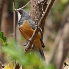 Pachycephala rufiventris (Rufous Whistler) at Theodore, ACT - 3 Mar 2019 by RodDeb