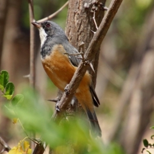 Pachycephala rufiventris at Theodore, ACT - 3 Mar 2019 01:35 PM