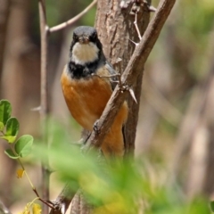 Pachycephala rufiventris at Theodore, ACT - 3 Mar 2019