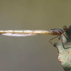 Argiolestidae (family) at Mount Clear, ACT - 3 Mar 2019