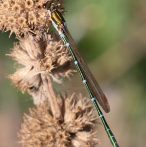 Austrolestes cingulatus at Mount Clear, ACT - 3 Mar 2019 08:44 AM