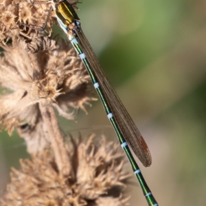 Austrolestes cingulatus at Mount Clear, ACT - 3 Mar 2019