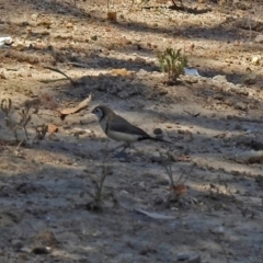 Stizoptera bichenovii (Double-barred Finch) at Theodore, ACT - 3 Mar 2019 by RodDeb