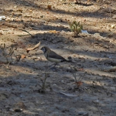 Stizoptera bichenovii (Double-barred Finch) at Theodore, ACT - 3 Mar 2019 by RodDeb