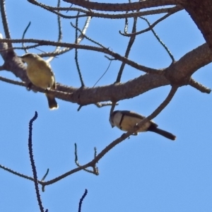 Stizoptera bichenovii at Theodore, ACT - 3 Mar 2019