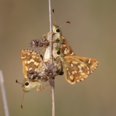 Atkinsia dominula (Two-brand grass-skipper) at Namadgi National Park - 2 Mar 2019 by rawshorty