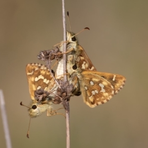 Atkinsia dominula at Mount Clear, ACT - suppressed