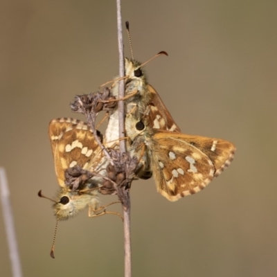 Atkinsia dominula (Two-brand grass-skipper) at Mount Clear, ACT - 2 Mar 2019 by rawshorty