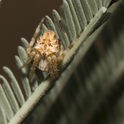 Araneinae (subfamily) (Orb weaver) at The Pinnacle - 26 Feb 2019 by Alison Milton