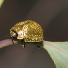 Paropsisterna cloelia (Eucalyptus variegated beetle) at The Pinnacle - 26 Feb 2019 by AlisonMilton