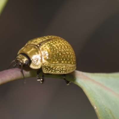 Paropsisterna cloelia (Eucalyptus variegated beetle) at The Pinnacle - 26 Feb 2019 by AlisonMilton