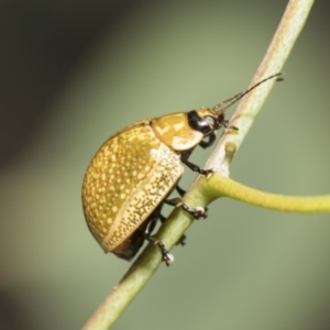 Paropsisterna cloelia at Weetangera, ACT - 26 Feb 2019 11:40 AM