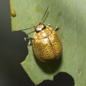 Paropsisterna cloelia at Weetangera, ACT - 26 Feb 2019 11:40 AM