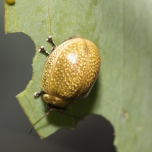 Paropsisterna cloelia at Weetangera, ACT - 26 Feb 2019 11:40 AM