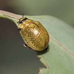 Paropsisterna cloelia at Weetangera, ACT - 26 Feb 2019 11:40 AM