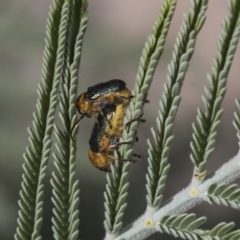 Aporocera (Aporocera) consors (A leaf beetle) at The Pinnacle - 26 Feb 2019 by AlisonMilton