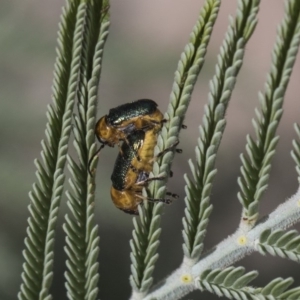 Aporocera (Aporocera) consors at Weetangera, ACT - 26 Feb 2019