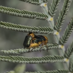 Aporocera (Aporocera) consors at Weetangera, ACT - 26 Feb 2019