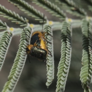 Aporocera (Aporocera) consors at Weetangera, ACT - 26 Feb 2019