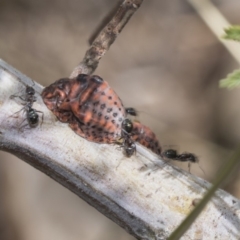 Icerya acaciae (Acacia mealy bug) at The Pinnacle - 26 Feb 2019 by AlisonMilton