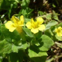 Erythranthe moschata (Musk) at Lower Cotter Catchment - 2 Mar 2019 by RWPurdie