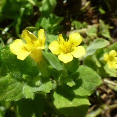 Erythranthe moschata (Musk) at Cotter River, ACT - 3 Mar 2019 by RWPurdie