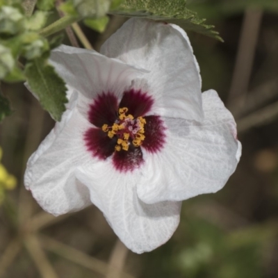 Pavonia hastata (Spearleaf Swampmallow) at Cook, ACT - 26 Feb 2019 by AlisonMilton