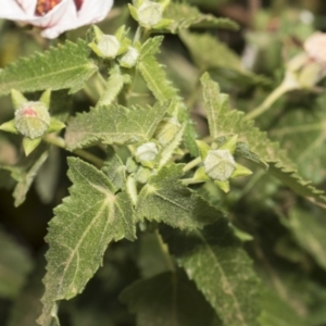 Pavonia hastata at Cook, ACT - 26 Feb 2019 12:36 PM