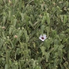 Pavonia hastata at Cook, ACT - 26 Feb 2019 12:36 PM